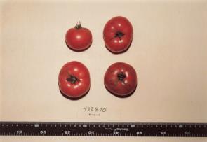 Click for 1 image(s) for this accession. FRUIT